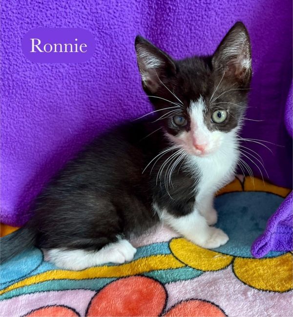 Ronnie thumbnail 6