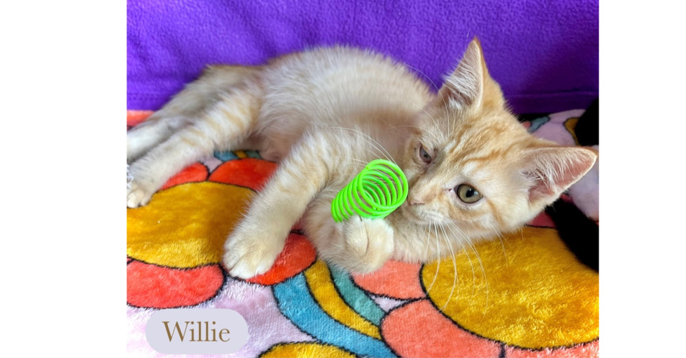 Willie