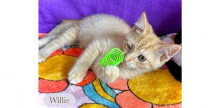 Willie, Baby Male unknown