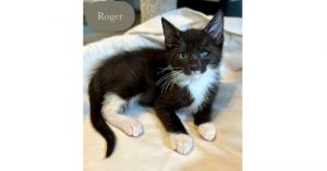 Roger, Baby Male unknown