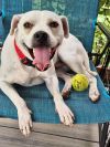 Fetch photo 2