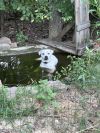 Fetch photo 3