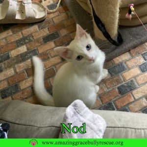 Nod, Young Female unknown