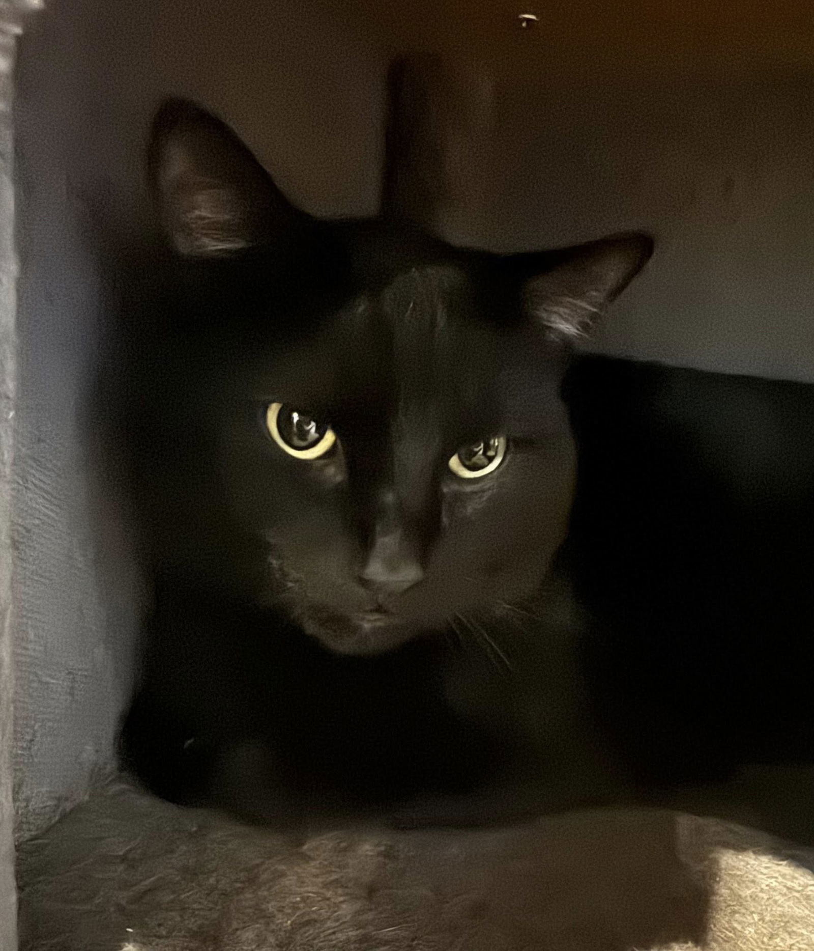 Toothless