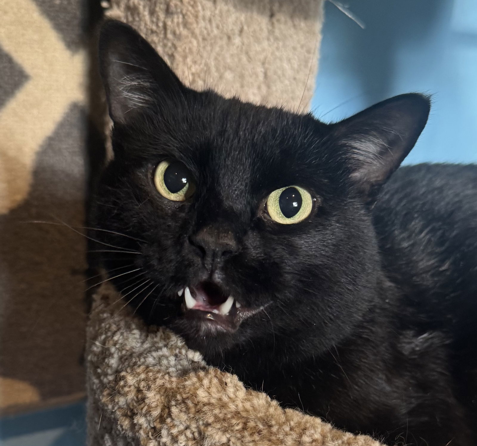 Toothless
