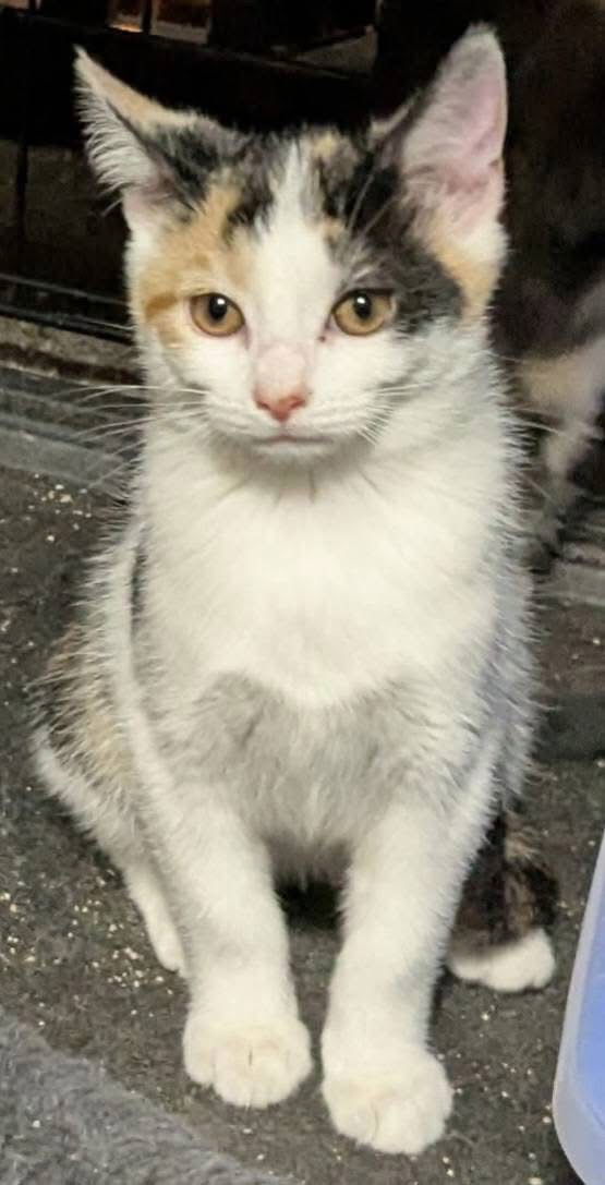 Jasmine