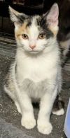Jasmine photo 2
