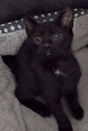 Minnie Mouse, Baby Female unknown