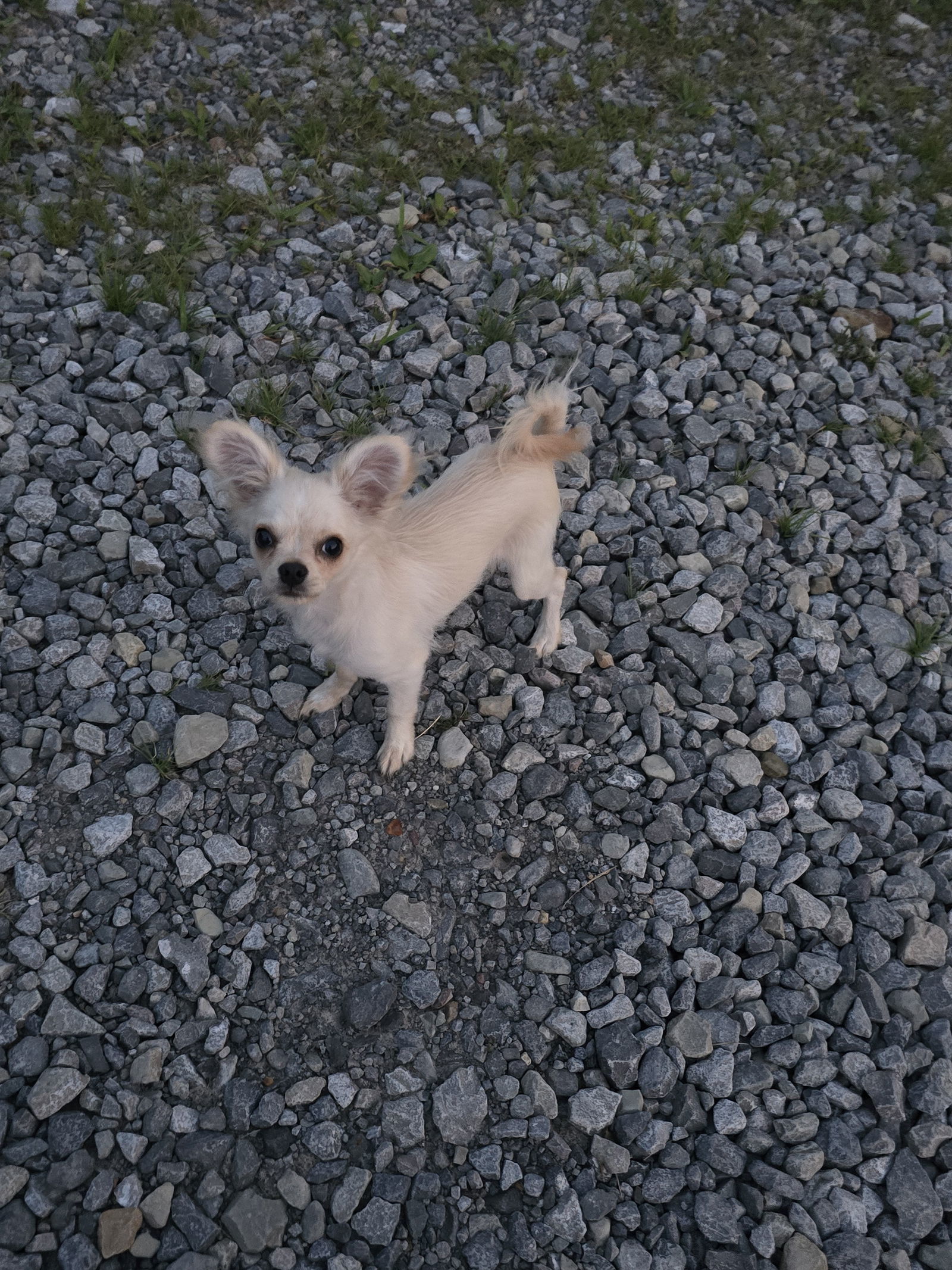 Asher
