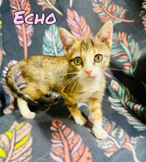 Echo, Baby Female unknown