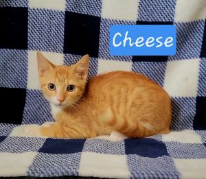 Cheese, Baby Male unknown