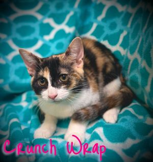 Crunch Wrap, Baby Female unknown