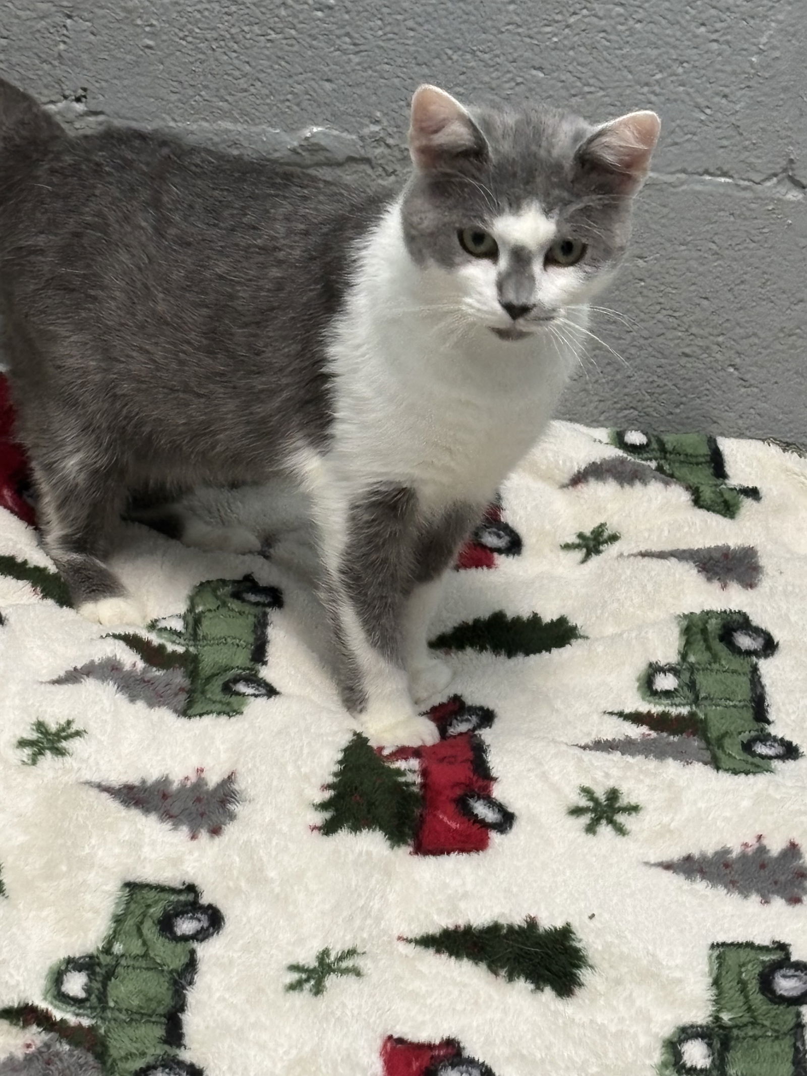 Duke: Visit At Petsmart Lynchburg