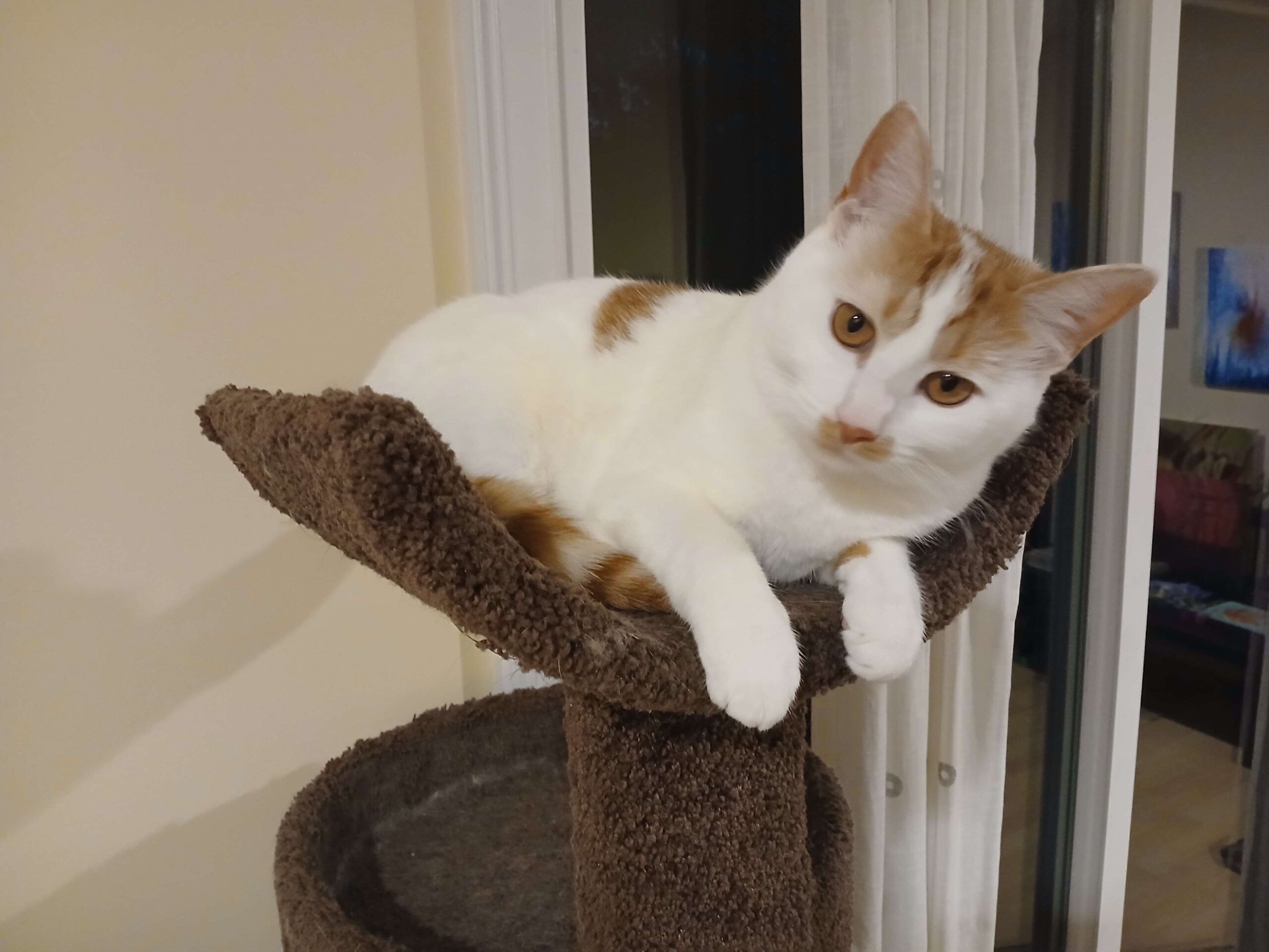 Callie