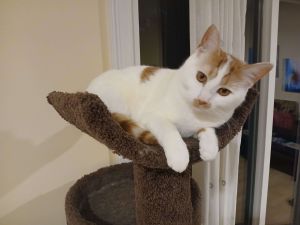 Callie, Young Female unknown