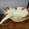 Callie photo 4
