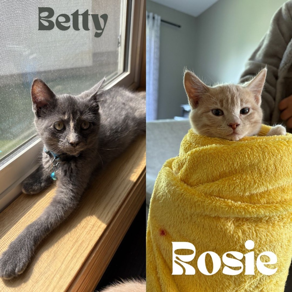 Rosie - Pending Adoption / Betty