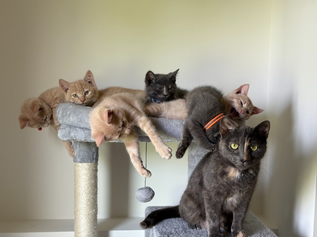 Rosie - Pending Adoption / Betty