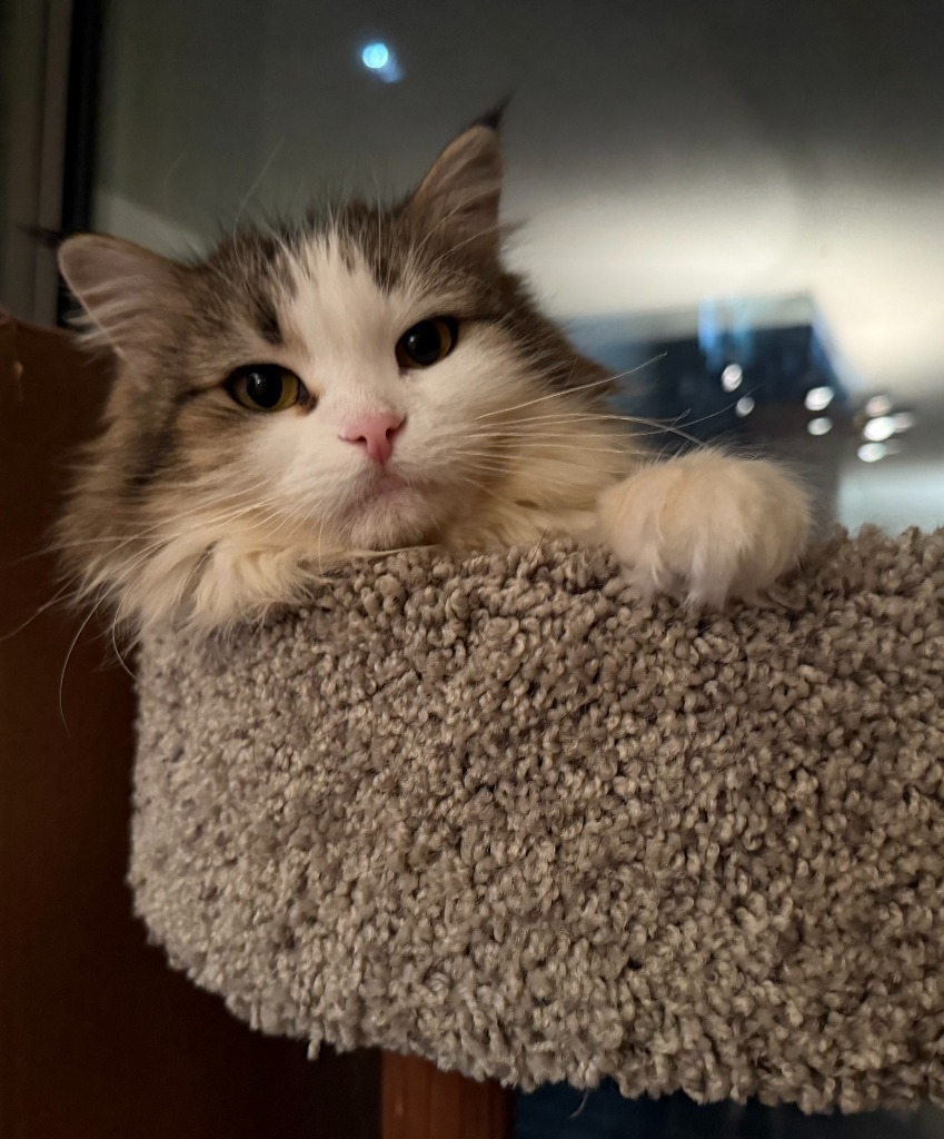 Tasha