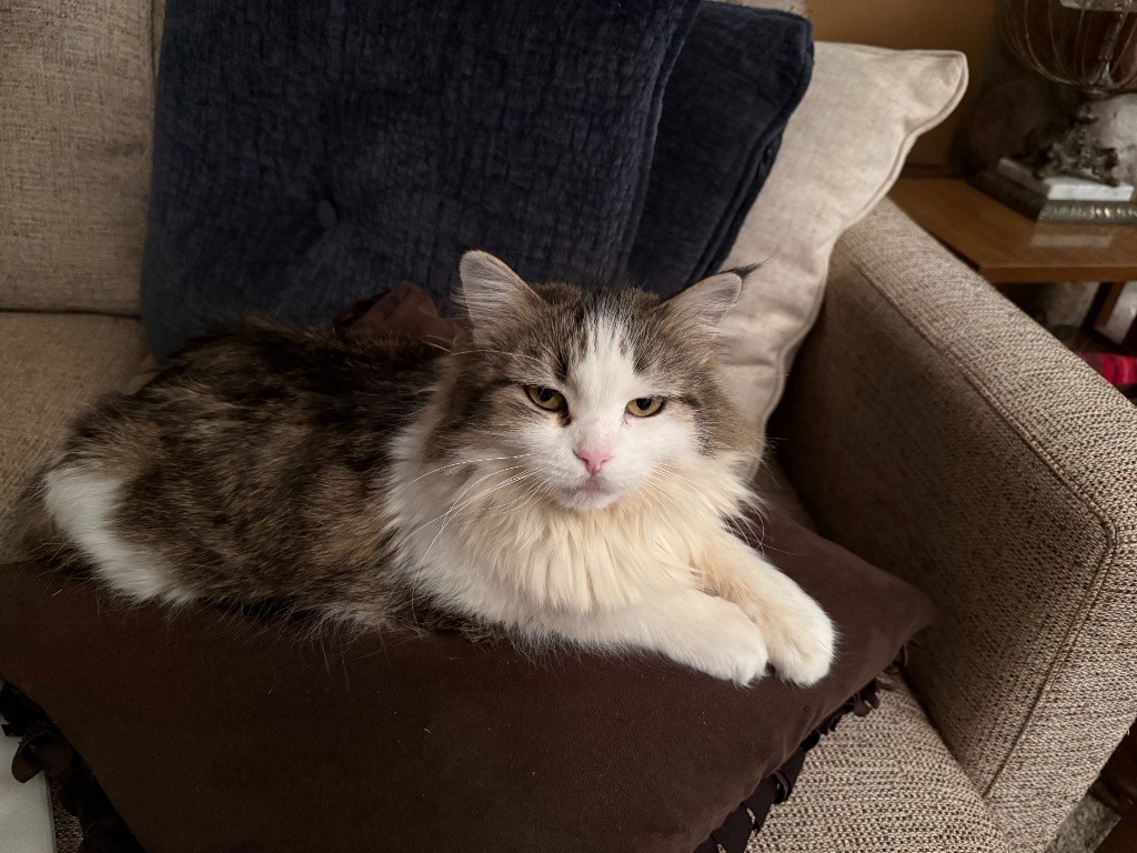 Tasha