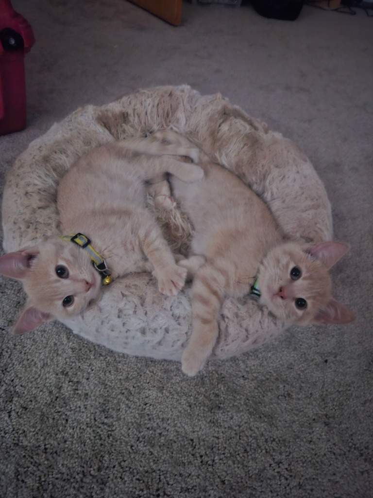 Gertie / Yvonne