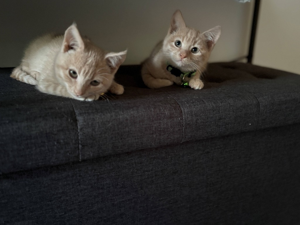 Gertie / Yvonne