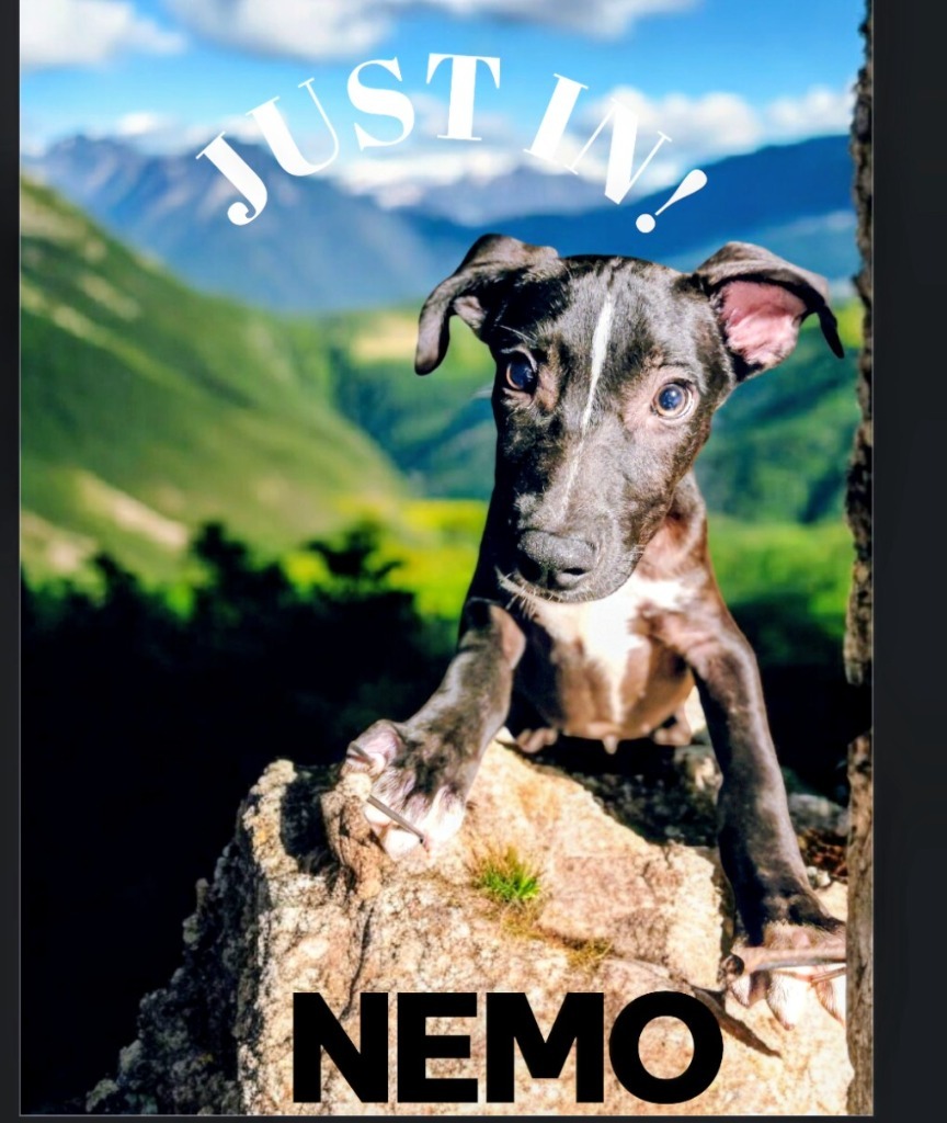 Nemo
