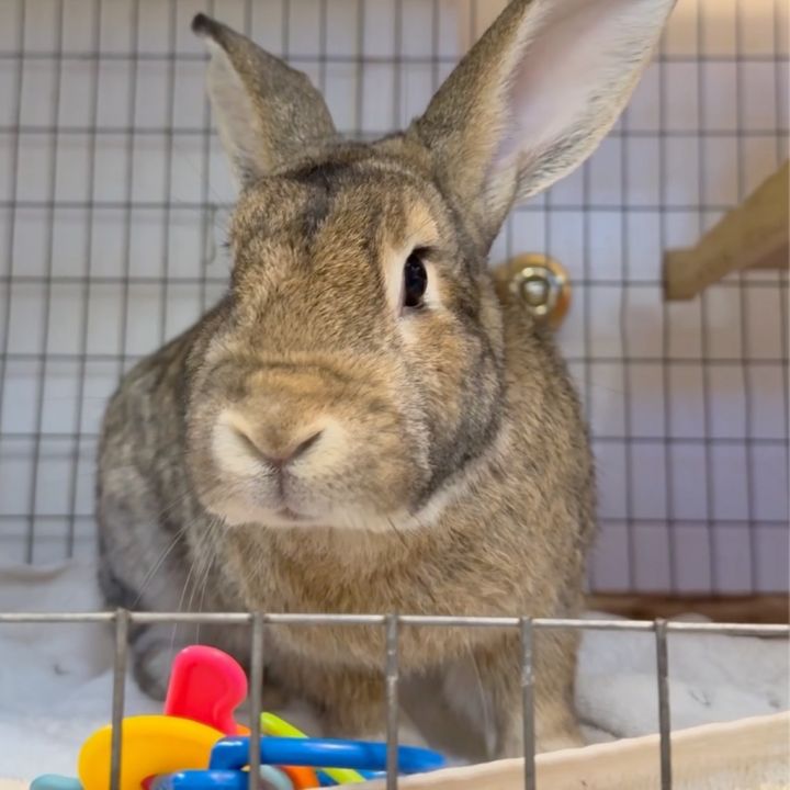 Hare Bear 1