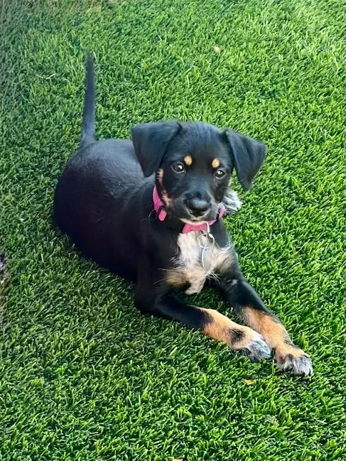 Trix