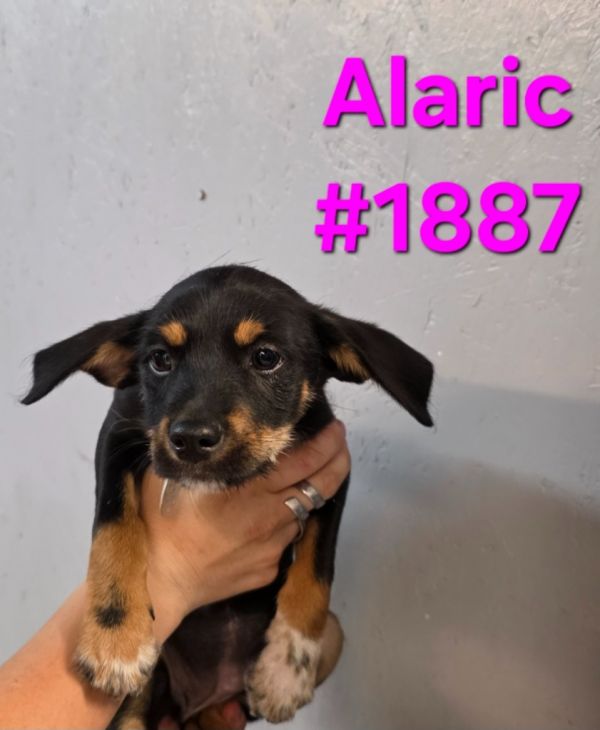 Alaric thumbnail 2