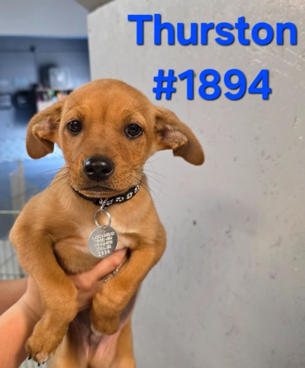 Thurston