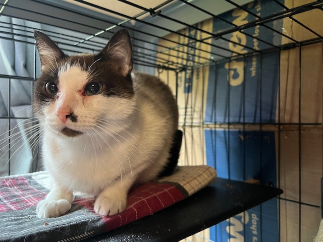 1/2-14-Buster Siamese