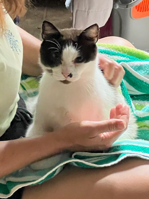 1/2-14-Buster Siamese
