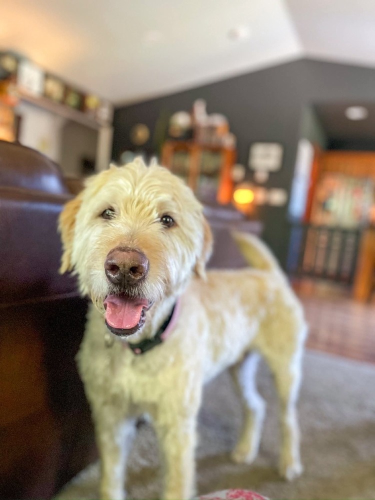 Chewy