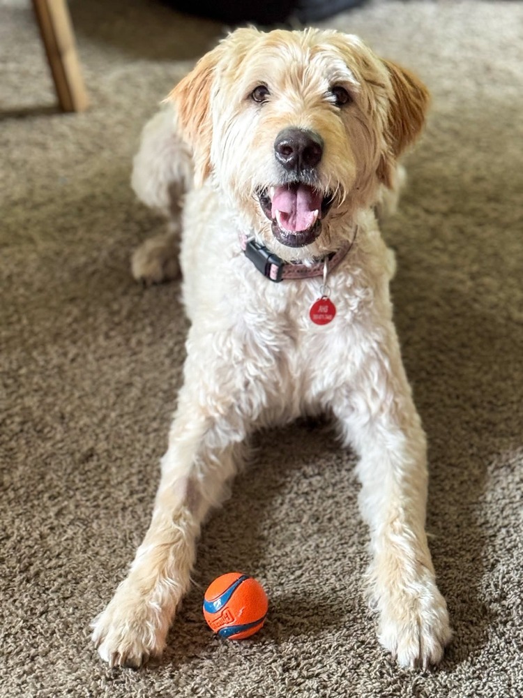 Chewy