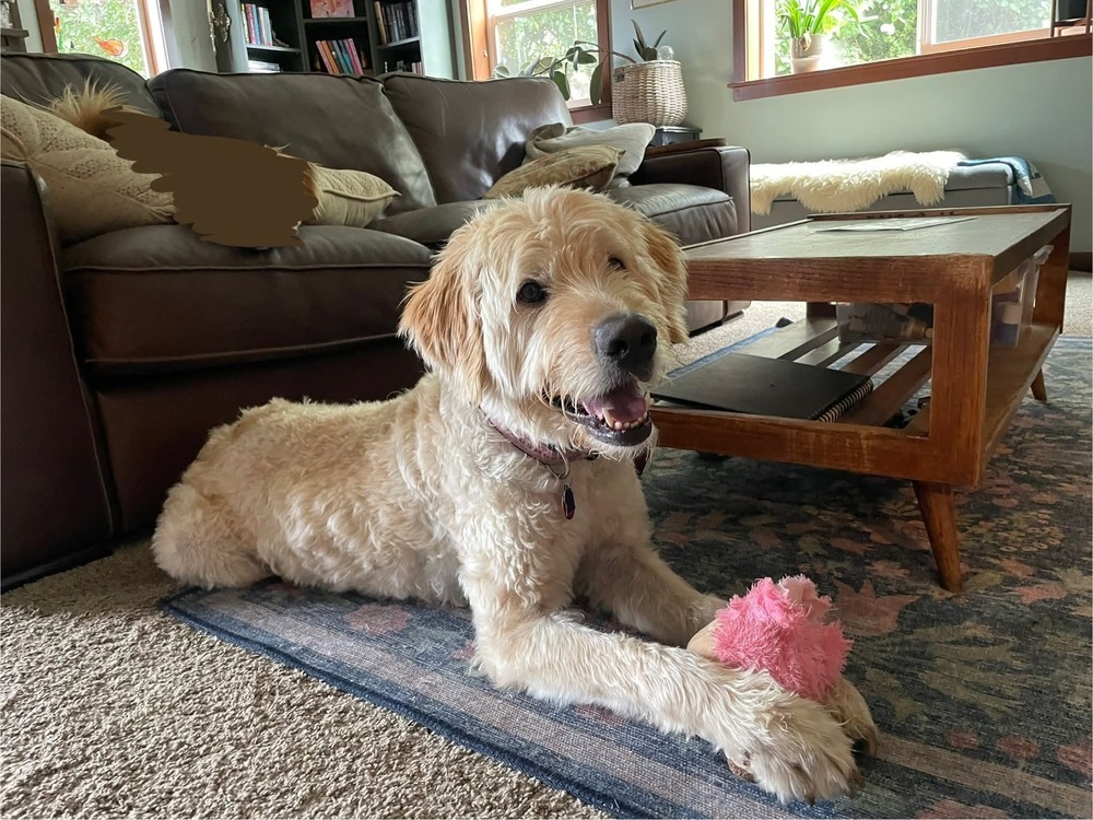 Chewy