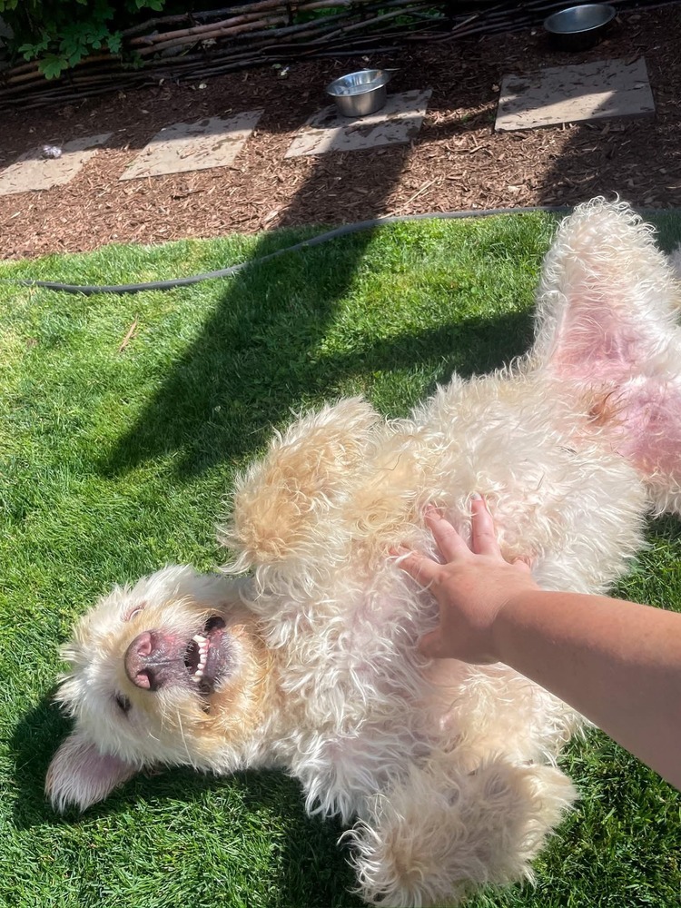 Chewy