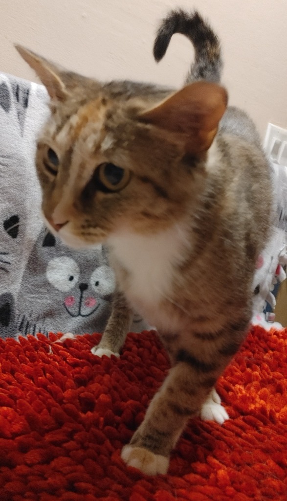 Tabitha The Tabico thumbnail 1
