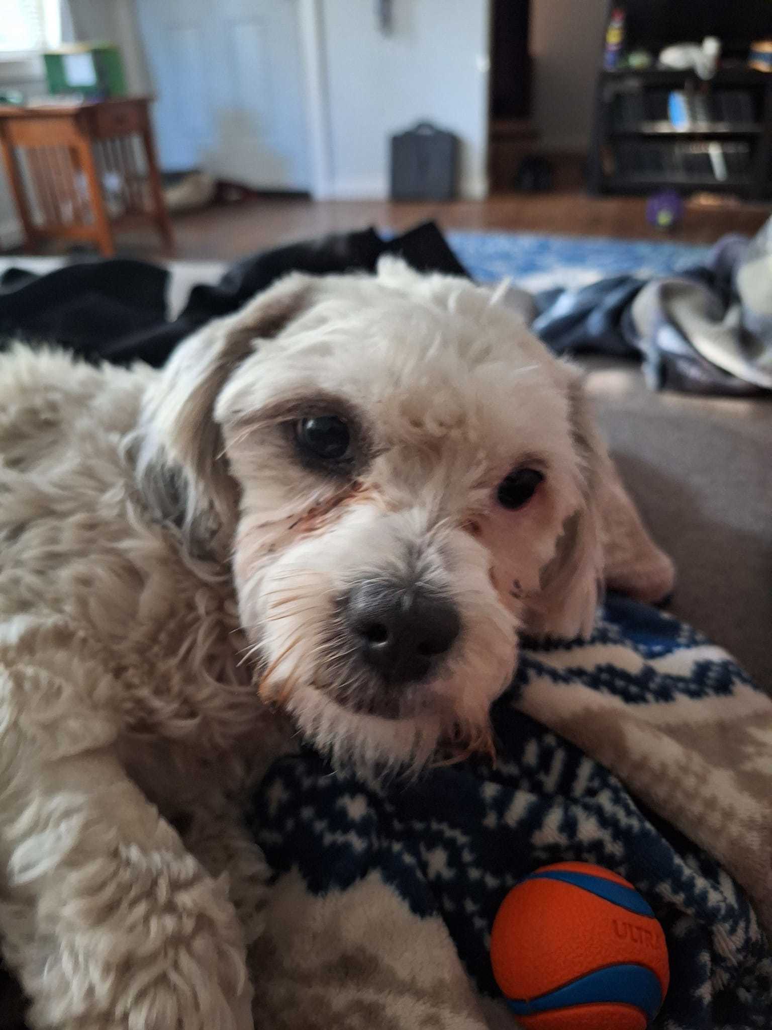Monte Scarlatto, an adoptable Havanese in West Richland, WA, 99353 | Photo Image 1