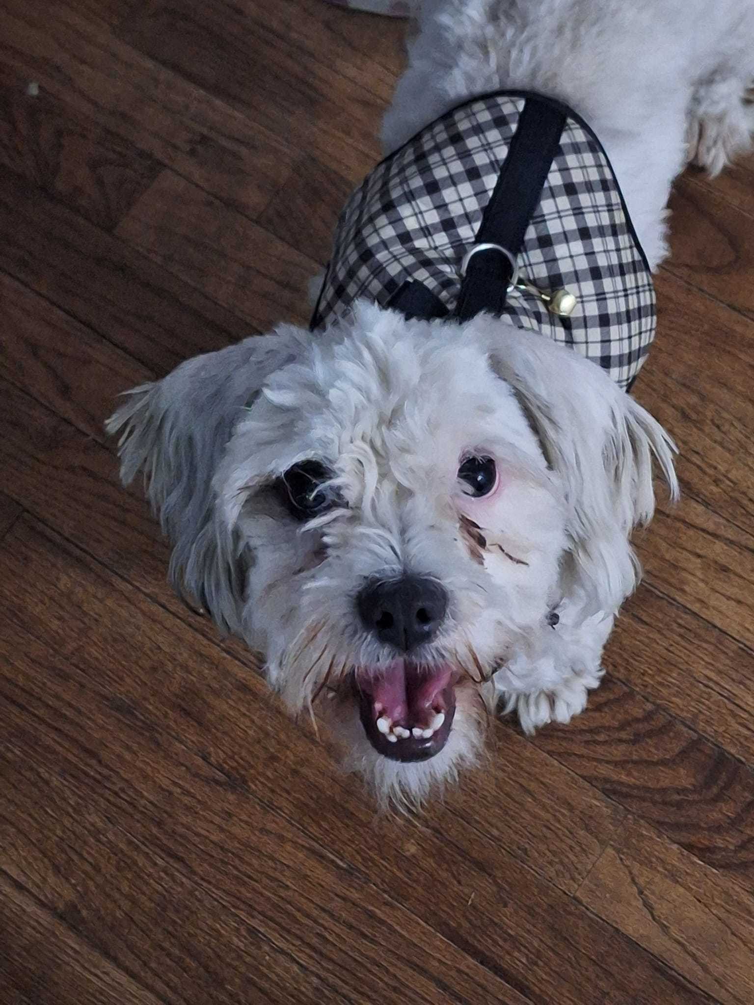 Monte Scarlatto, an adoptable Havanese in West Richland, WA, 99353 | Photo Image 2