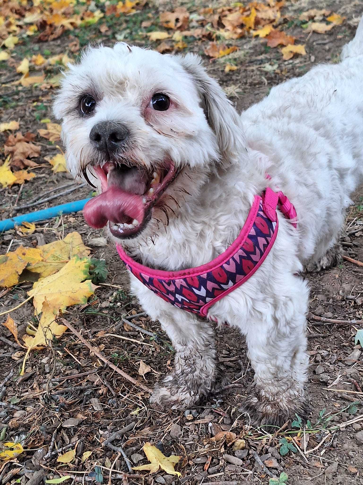 Monte Scarlatto, an adoptable Havanese in West Richland, WA, 99353 | Photo Image 3