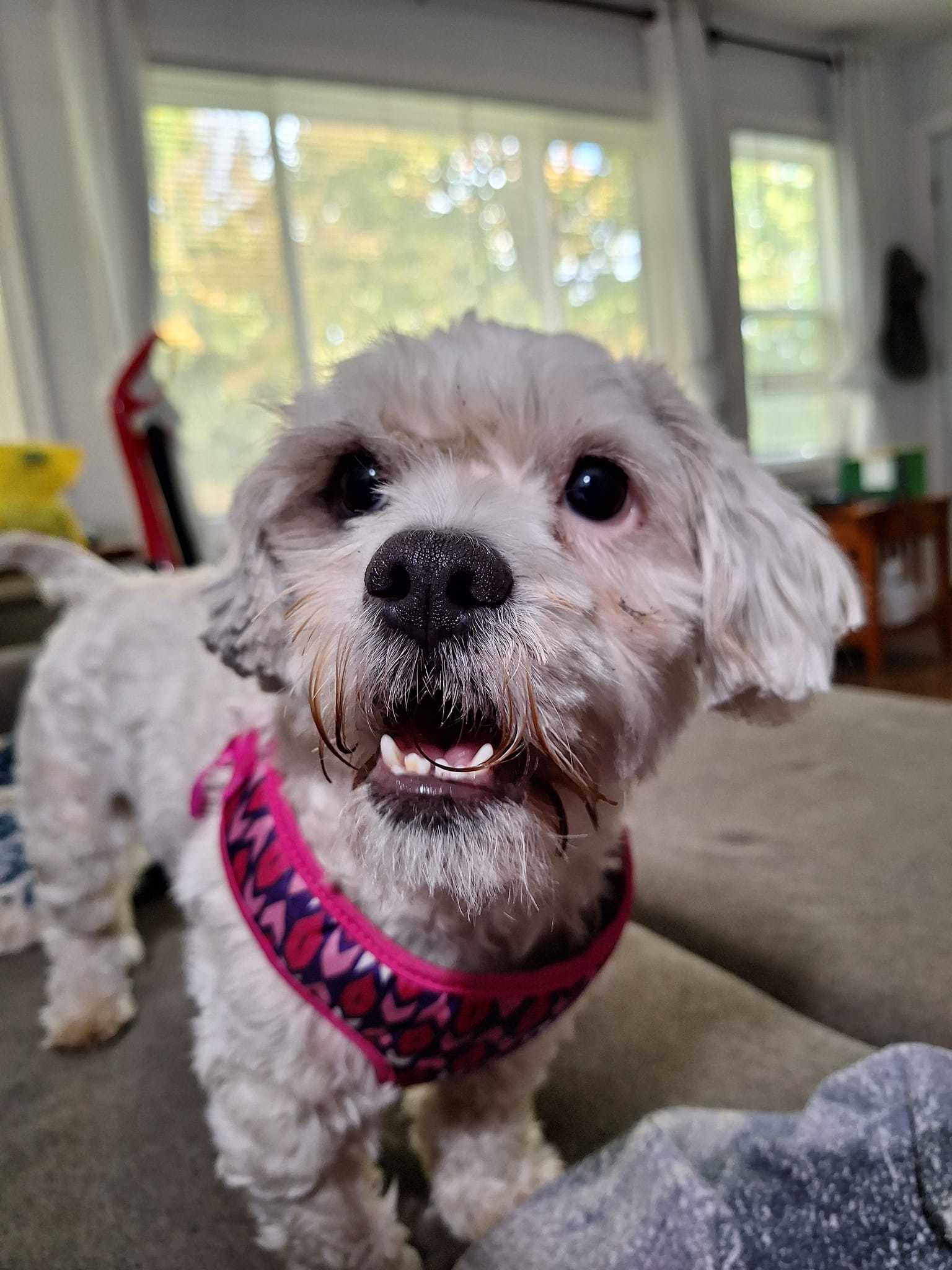 Monte Scarlatto, an adoptable Havanese in West Richland, WA, 99353 | Photo Image 4