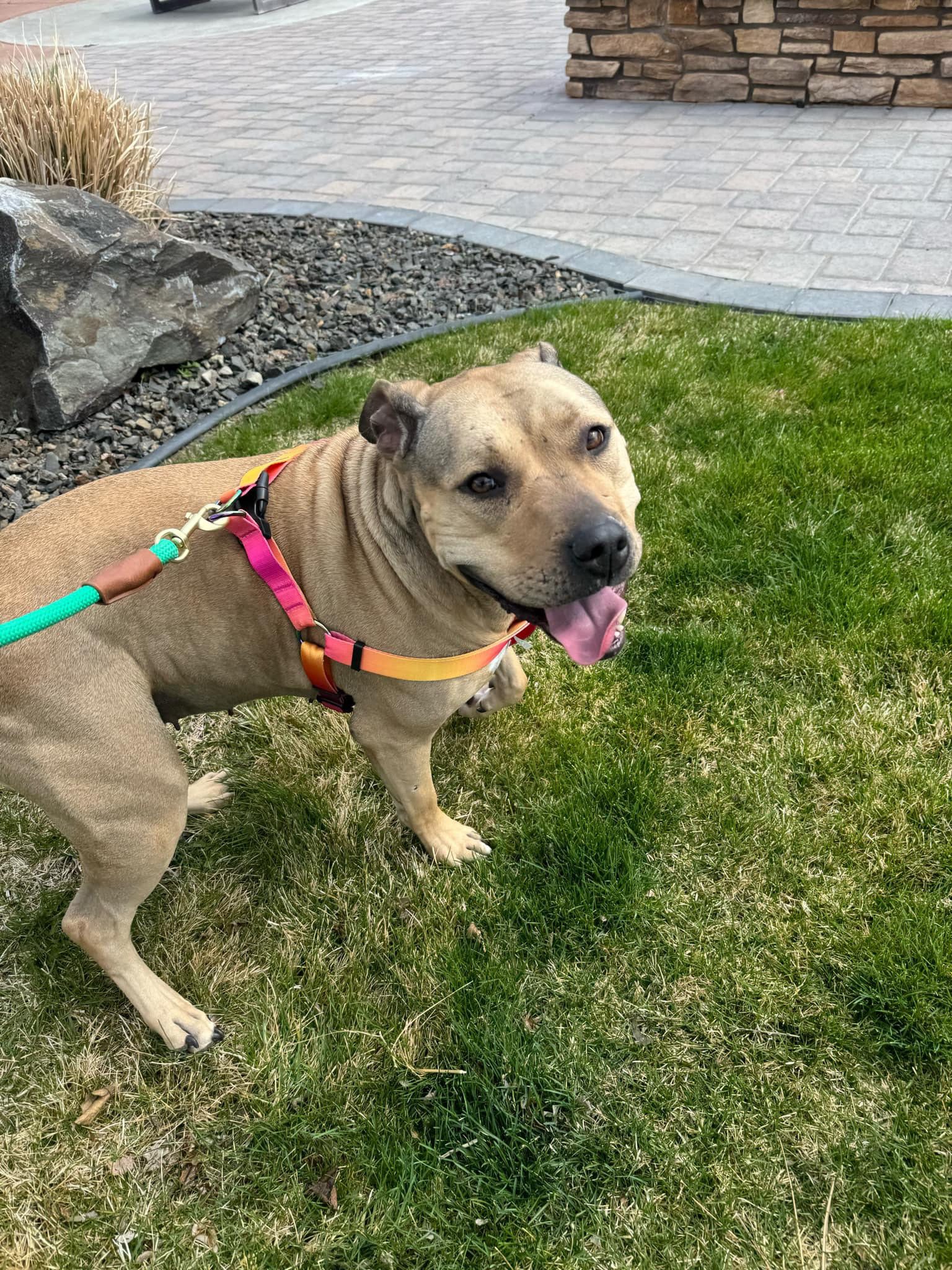 Nyiri, an adoptable Pit Bull Terrier in West Richland, WA, 99353 | Photo Image 2