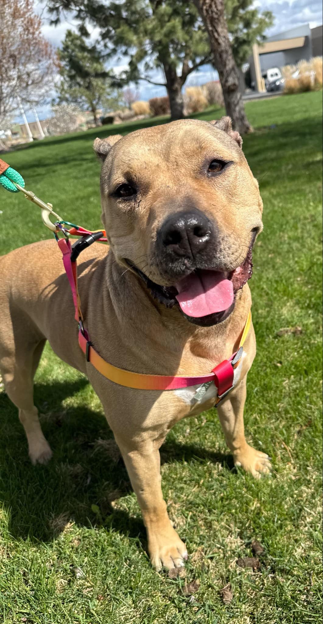 Nyiri, an adoptable Pit Bull Terrier in West Richland, WA, 99353 | Photo Image 4