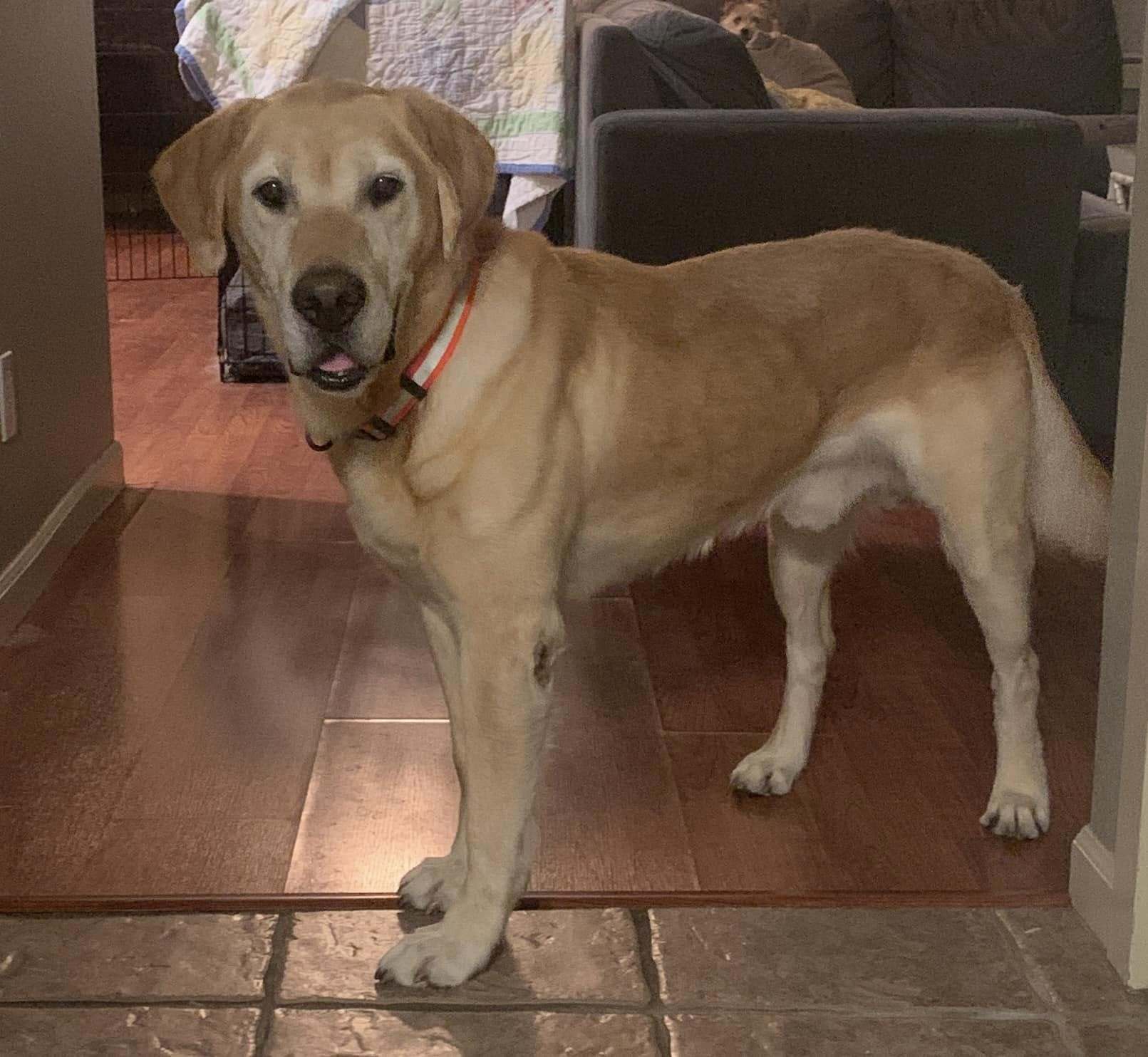 Frankie