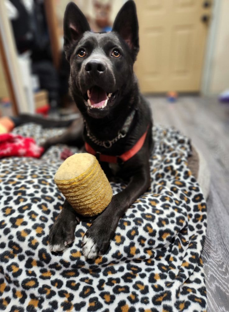 Bear