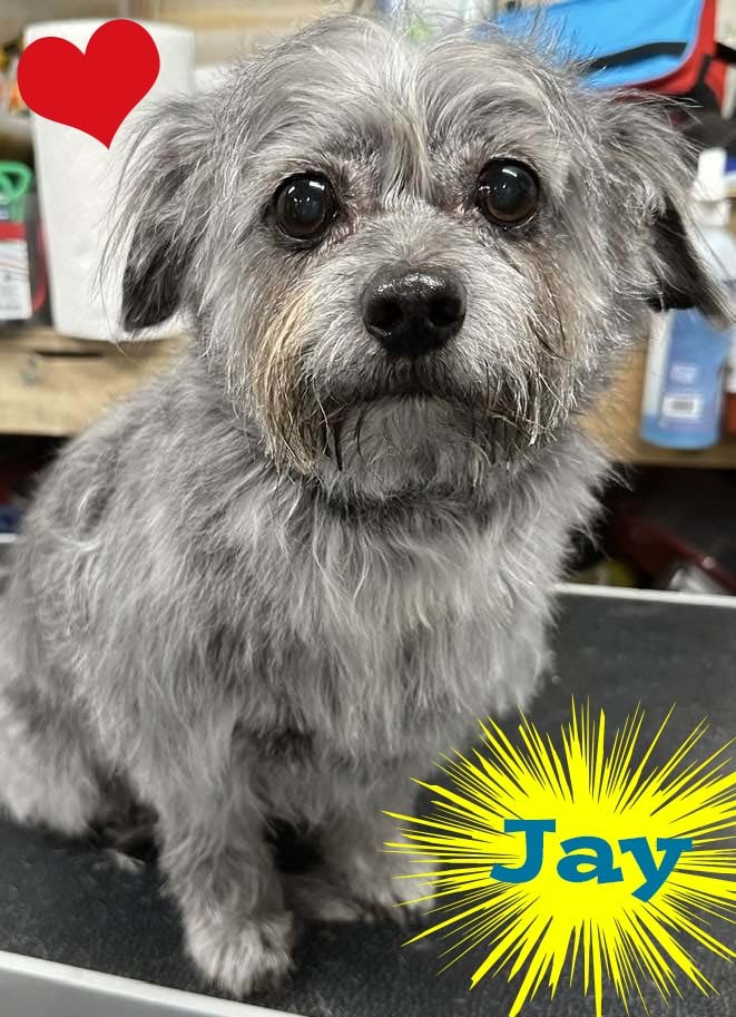 Jay