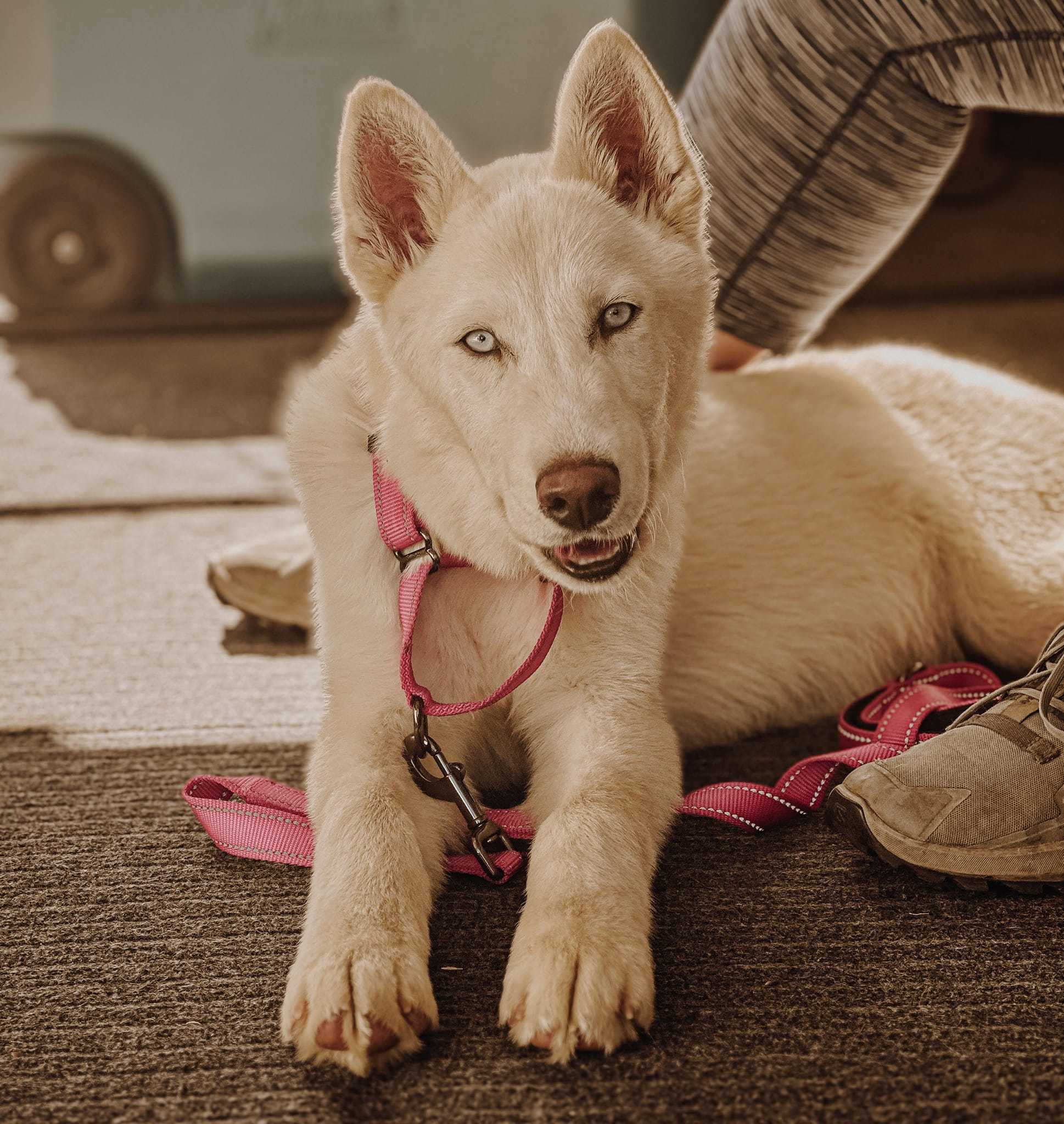 Puddles, an adoptable Siberian Husky in West Richland, WA, 99353 | Photo Image 2