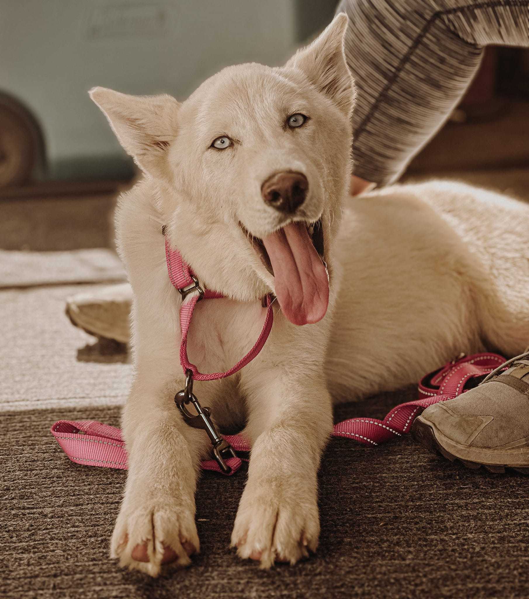Puddles, an adoptable Siberian Husky in West Richland, WA, 99353 | Photo Image 3