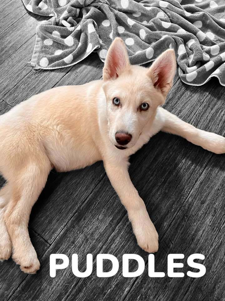 Puddles